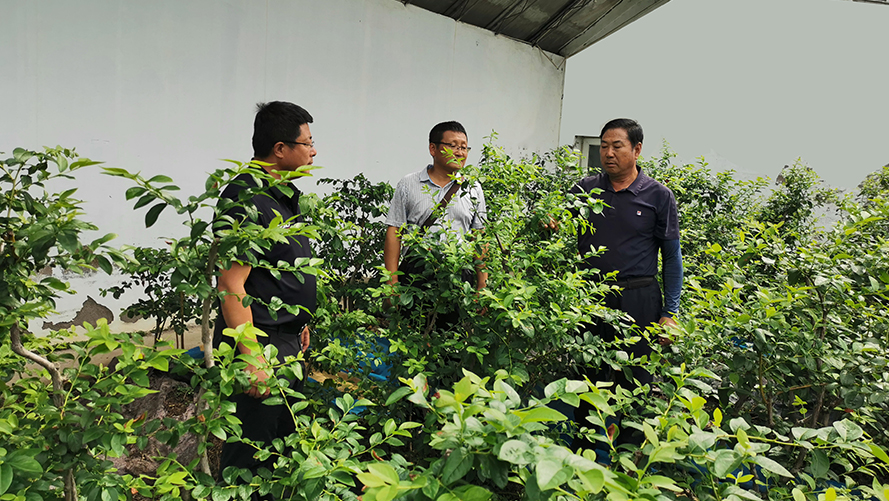 綠化設計種植指導